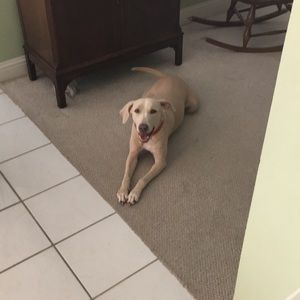 Meet your Posher, Bob